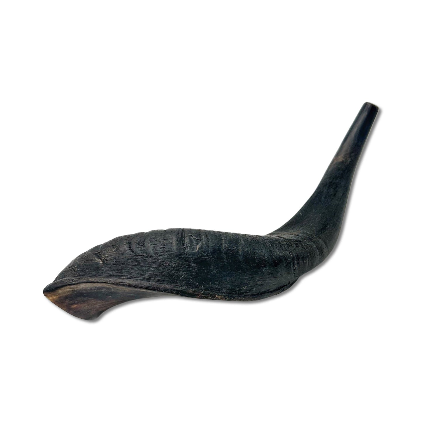 Domestic Ram Shofar