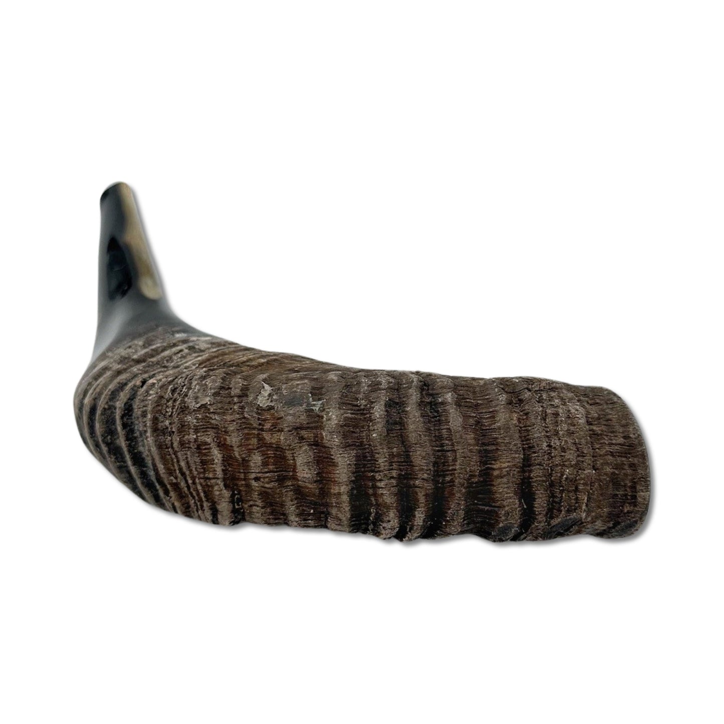 Domestic Ram Shofar