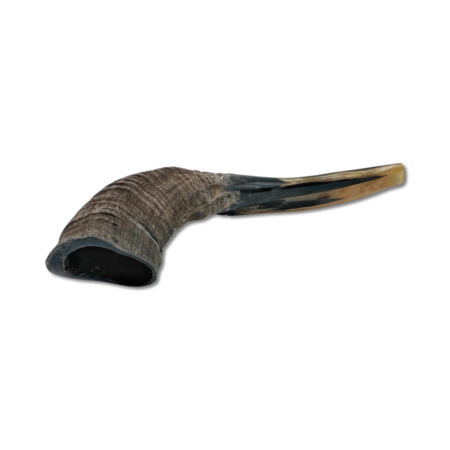 Domestic Ram Shofar