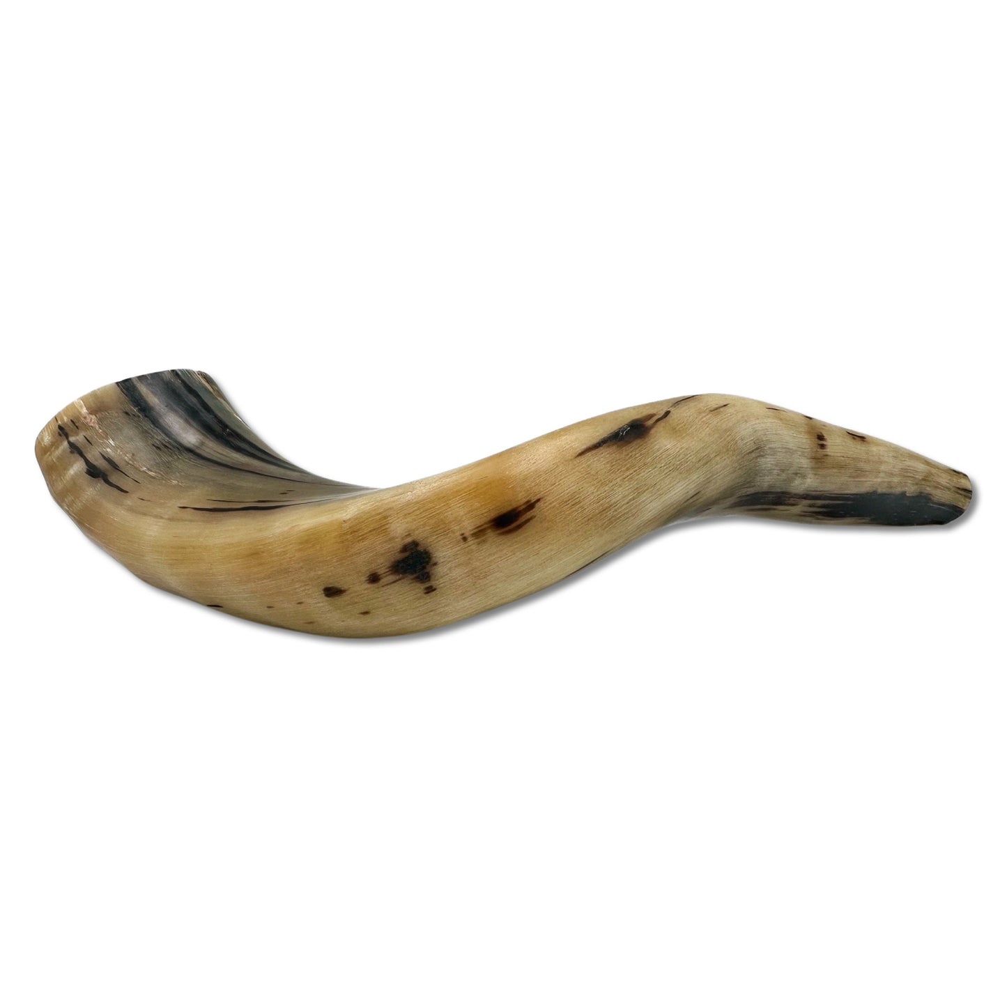 Domestic Ram Shofar