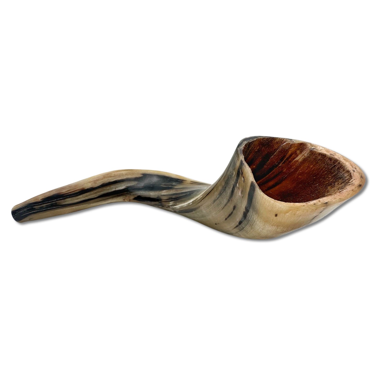 Domestic Ram Shofar